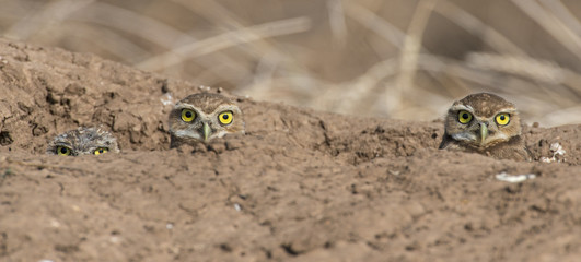 Burrowing Owls peeking out of their burrow
