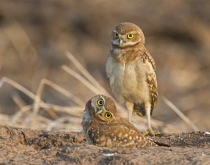 Burrowing Owl with head turn