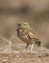 Burrowing Owl 