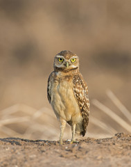 Burrowing Owl 