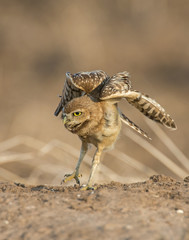 Burrowing Owl stretching his wing