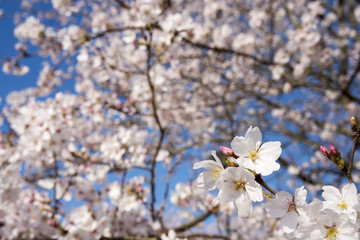 ソメイヨシノの花のアップ