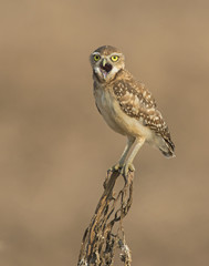 Burrowing Owl on a perch while yawning