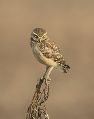 Burrowing Owl