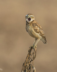 Burrowing Owl on a perch while yawning