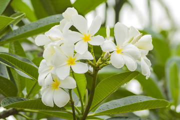 Obraz na płótnie Canvas Frangipani (plumeria) flower in garden.