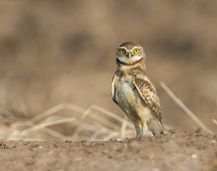 Burrowing Owl