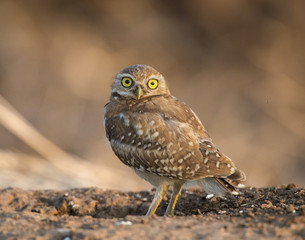 Burrowing Owl