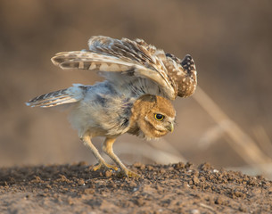 Burrowing Owl stretching 