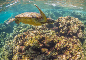Obraz na płótnie Canvas Sea Turtle swimming over the Reef