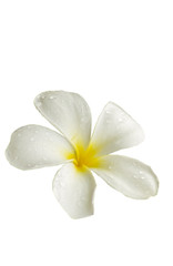 Fototapeta na wymiar Frangipani (plumeria) flower.