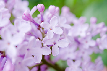 Fototapeta na wymiar Pink flowers lilac macro