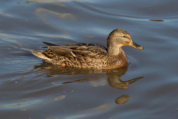 mallard, duck, water, bird