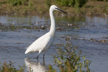 bird, egret, little egret, egretta garzetta