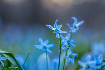 Fototapeta na wymiar bluebell, scilla siberica, flower, spring