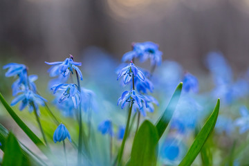 bluebell, scilla siberica, flower, spring