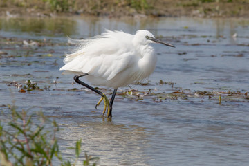 bird, little egret, egret, heron