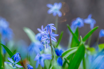bluebell, scilla siberica, flower, spring