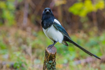 magpie, bird, nature, wildlife