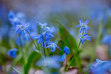 bluebell, scilla siberica, flower, spring	