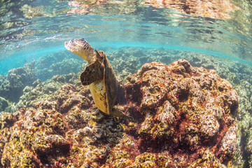 Sea Turtle swimming over the Reef