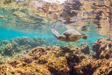 Fototapeta na wymiar Sea Turtle swimming over the Reef