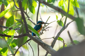 Common Kingfisher in Bangkok,Thailand