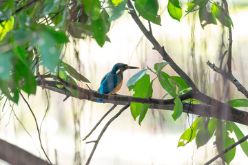Common Kingfisher in Bangkok,Thailand