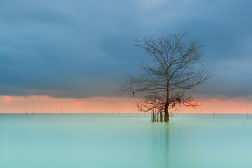 tree on the sea in the morning 