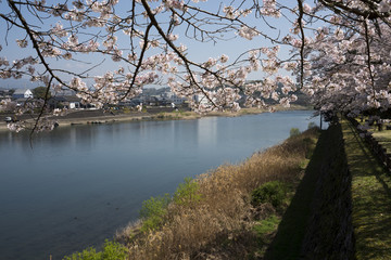 桜と球磨川の流れ