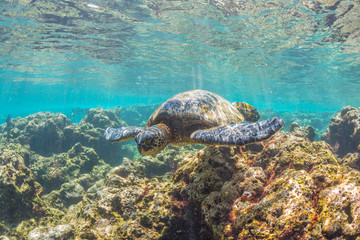 Obraz na płótnie Canvas Sea Turtle swimming over the Reef