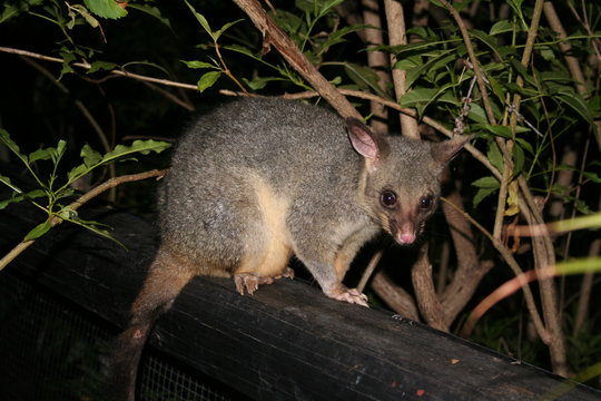 possum climing on a tree in queensland, australia