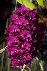 beautiful orchid flowers in garden