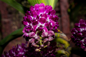 beautiful orchid flowers in garden