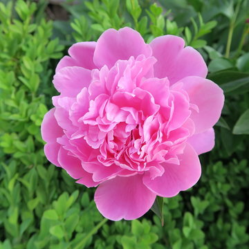 Paeonia, pink color peony, fragrant flower in the garden