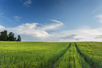 Dirt road in green field. / Countryside scenery with amazing landscape in north Poland