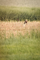 Marsh harrier sitting in a field