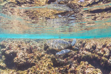 Sea Turtle swimming over the Reef