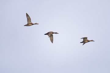 Gadwall ducks flying in front of a clear sky
