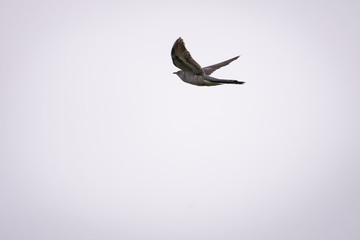 European cuckoo flying in front of a clear sky