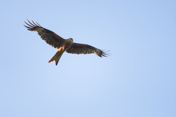 Red kite flying in front of a clear sky