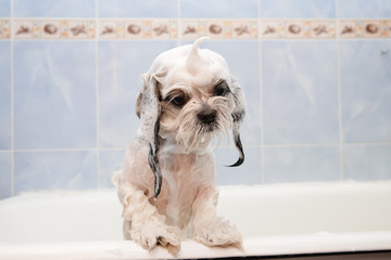 Shih tzu is taking shower at home. Happiness dog bath, foam on wool