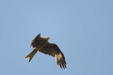 Red kite flying in front of a clear sky