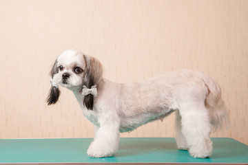Closeup haircute dog grooming. Concept before and after Shih tzu shear