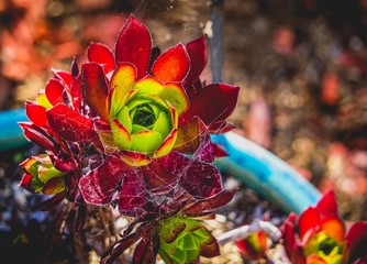 red sempervivum succulent