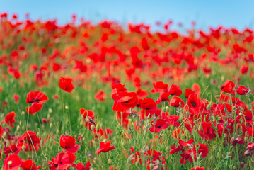 Remembrance day, Anzac Day, serenity. Opium poppy, botanical plant, ecology. Poppy flower field, harvesting. Summer and spring, landscape, poppy seed. Drug and love intoxication, opium, medicinal