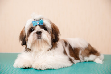 Shih tzu puppy dog sits on groomer table with hairpin adornment on his head