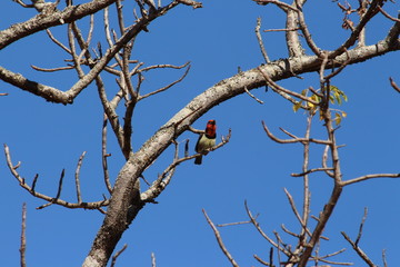 A Barbet in South Africa