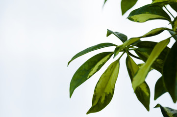 Schefflera leaf on a light background