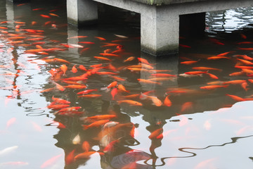 Rainbow collection of Japanese Koi in temple pool below bridge.